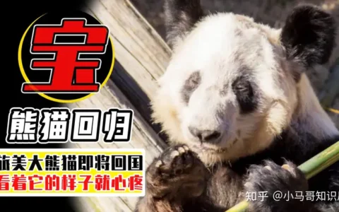 旅美大熊猫即将回国，为什么国人一片欢呼？它们在美国过得不好吗