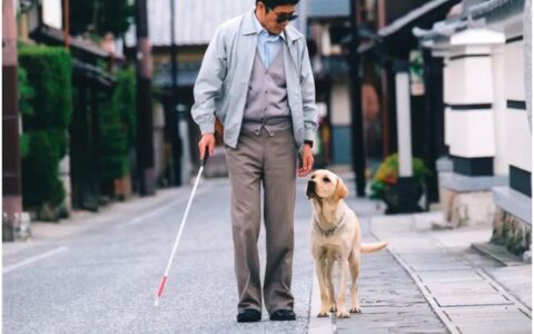 请给导盲犬应有的尊重