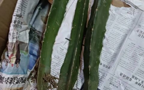 种几棵火龙果，夏天疯长，结的果子根本吃不完，太好养了！-火龙果树种多长时间才结果