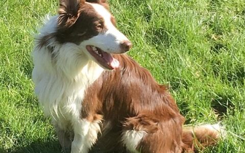 牧羊犬在海上漂流了一个半小时，最后在离海岸300米的地方获救-牧羊犬梳理
